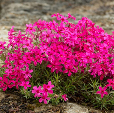 Phlox Subulata Red Admiral (Red Wings) 1 PostiPlug Plant