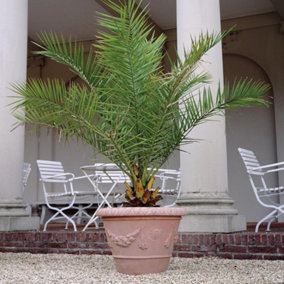Phoenix Canary Palm Tree 1.5 Litre Potted Plant x 1 - Tropical Style - Ideal for Patio Containers