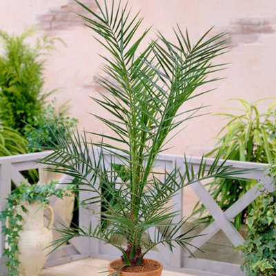 Phoenix Canary Palm Tree 1.5 Litre Potted Plant x 1 - Tropical Style - Ideal for Patio Containers