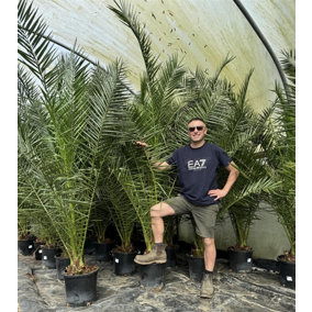 Phoenix Date Palm Tree 7-8ft Extra Large Big Chunky Plant in a 15/20 Litre Pot