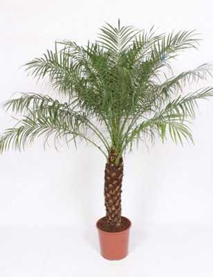 Phoenix Roebelinii, 30cm Pot Size, 170cm Tall, Date palm., Indoor Houseplant