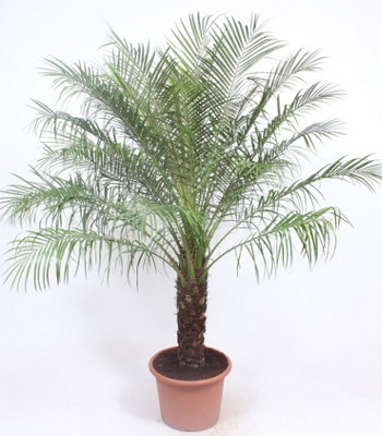 Phoenix Roebelinii, 40cm Pot Size, 190cm Tall, Date palm, Indoor Houseplant