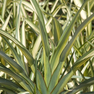 Phormium Cream Delight Garden Plant - Cream and Green Variegated Foliage, Compact Size, Hardy (30-40cm Height Including Pot)