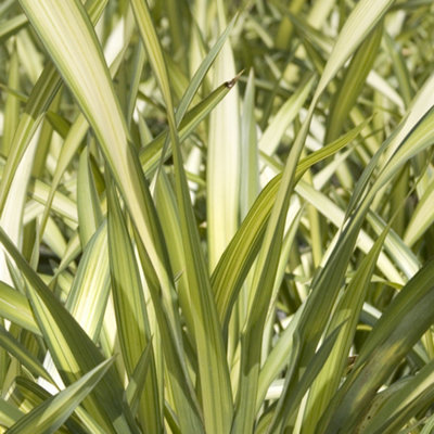 Phormium Cream Delight Garden Plant - Cream and Green Variegated Foliage, Compact Size, Hardy (30-40cm Height Including Pot)