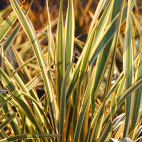 Phormium Golden Ray Garden Plant - Vibrant Golden Yellow Foliage, Compact Size, Hardy (25-35cm Height Including Pot)