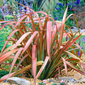 Phormium Jester Garden Plant - Colorful Striped Foliage, Compact Size, Hardy (25-35cm Height Including Pot)