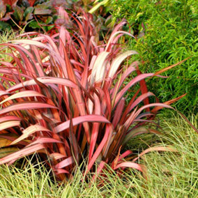 Phormium Maori Maiden Garden Plant - Striking Variegated Foliage, Compact Size, Hardy (25-35cm Height Including Pot)