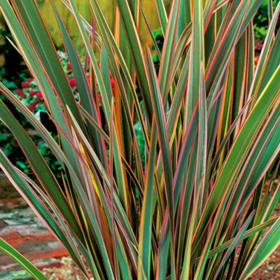 Phormium Maori Queen Garden Plant - Striking Variegated Foliage, Compact Size, Hardy (25-35cm Height Including Pot)