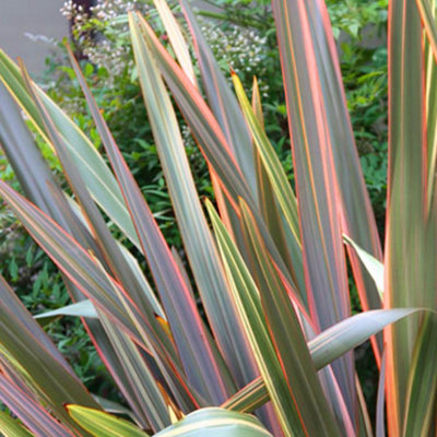 Phormium Maori Queen Garden Plant - Striking Variegated Foliage, Compact Size, Hardy (25-35cm Height Including Pot)