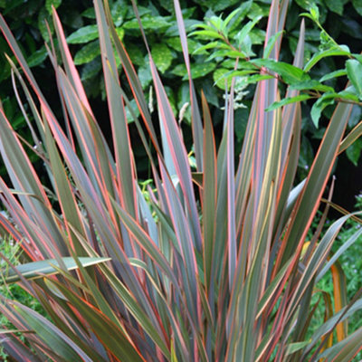 Phormium Maori Queen Garden Plant - Striking Variegated Foliage, Compact Size, Hardy (25-35cm Height Including Pot)