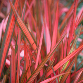Phormium Maori Sunrise Garden Plant - Vibrant Variegated Foliage, Compact Size, Hardy (25-35cm Height Including Pot)