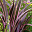 Phormium Pink Stripe Garden Plant - Striking Pink Striped Foliage, Compact Size (10-20cm Height Including Pot)