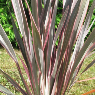 Phormium 'Pink Stripe' New Zealand Flax 'Pink Stripe' - 15 Gallon 