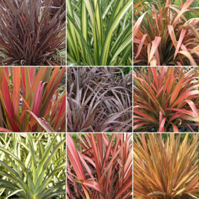 Phormium Plant Mix - Beautiful Collection of Outdoor Plants, Ideal for UK Gardens, 9cm Pots (10 Pack)