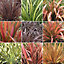 Phormium Plant Mix - Beautiful Collection of Outdoor Plants, Ideal for UK Gardens, 9cm Pots (5 Pack)