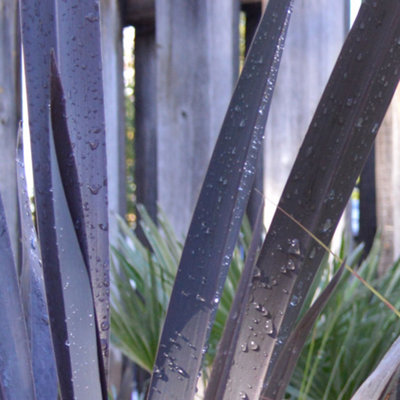 Phormium Platts Black Garden Plant - Striking Dark Foliage, Compact Size, Hardy (15-30cm Height Including Pot)