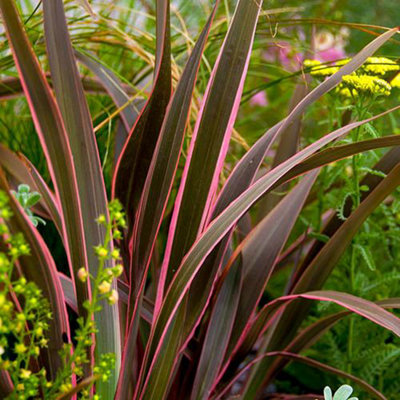 Phormium 'Sundowner Pink' in a 5L 70cm tall