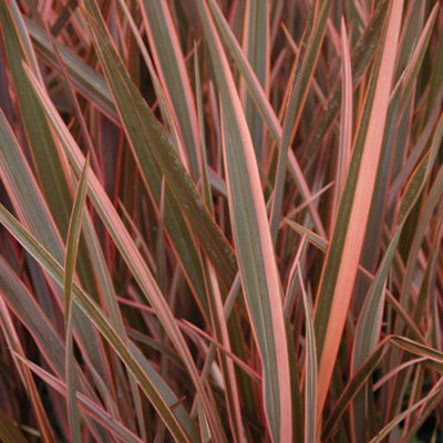 Phormium 'Sundowner Pink' in a 5L 70cm tall