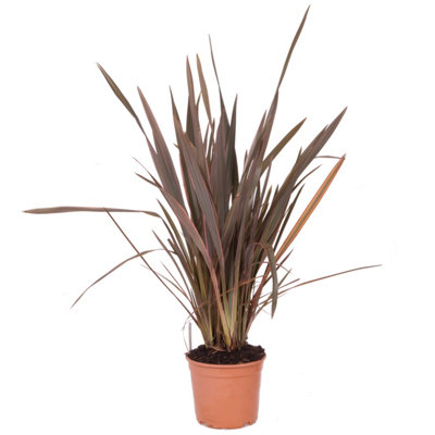 Phormium 'Sundowner Pink' in a 5L 70cm tall - 3