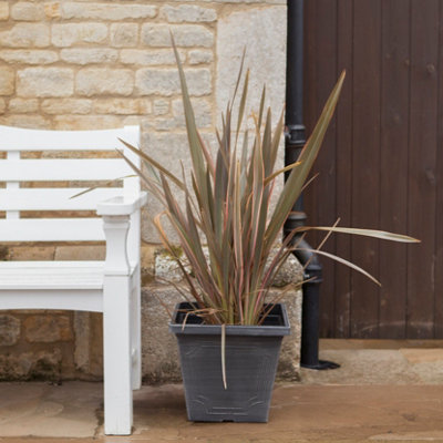 Phormium 'Sundowner Pink' in a 5L 70cm tall - 4