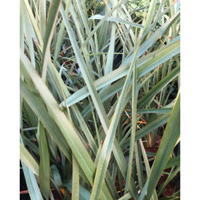 Phormium Tenax Evergreen Shrub Large 2-3ft Large Plant Supplied in a 5 Litre Pot