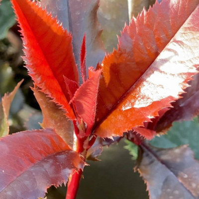 Photinia fras. Magical Volcano 3 Litre Potted Plant x 1