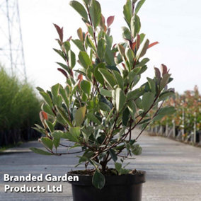 Photinia Fraseri Louise (PBR) 3 Litre Potted  Plant x 1