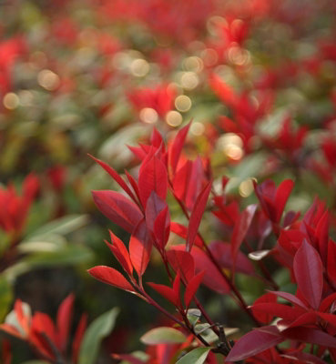 Photinia Fraseri Robusta compacta in 9L Pot - 1.3m Christmas Berry Hardy  Outdoor Evergreen Shrub - Ideal