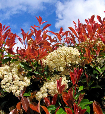 Photinia Fraseri Robusta compacta in 9L Pot - 1.3m Christmas Berry Hardy  Outdoor Evergreen Shrub - Ideal