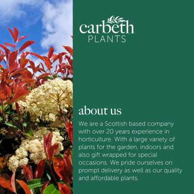Photinia Fraseri Robusta compacta in 9L Pot - 1.3m Christmas Berry Hardy  Outdoor Evergreen Shrub - Ideal