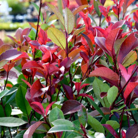 Photinia fraserii Red Robin 2 Litre Potted Plant x 1