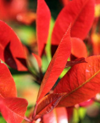 Photinia Little Red Robin - A smaller version of the much loved ...