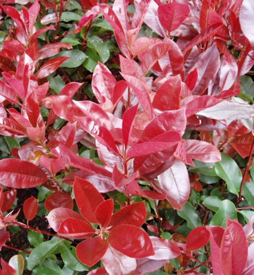 Photinia Little Red Robin Patio Tree in 7L Pot - 1m Lollipop Stem ...