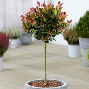 Photinia Little Red Robin Patio Tree - Stunning Variety, Ideal for UK Gardens, Compact Size (2-3ft)