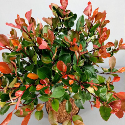 Photinia Little Red Robin Patio Tree - Stunning Variety, Ideal for UK ...