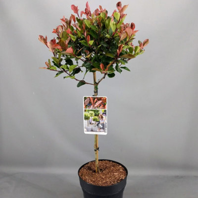 Photinia Little Red Robin Patio Tree - Stunning Variety, Ideal for UK ...
