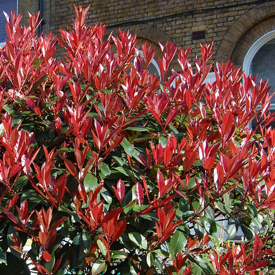 Photinia Little Red Robin Patio Tree - Stunning Variety, Ideal for UK ...
