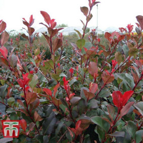 Photinia Little Red Robin Standards 2 x 3 litre Potted Plant