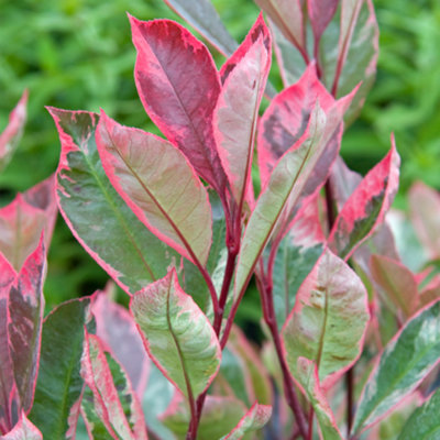 Photinia Louise Garden Plant - Stunning Red Foliage, Compact Size, Hardy (15-30cm Height Including Pot)