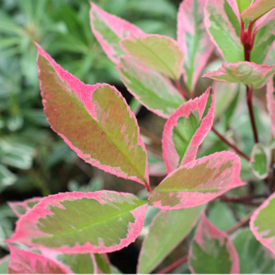 Photinia Louise Garden Plant - Stunning Red Foliage, Compact Size, Hardy (15-30cm Height Including Pot)