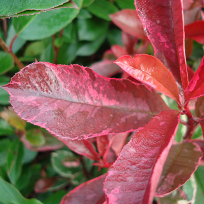 Photinia Louise Garden Plant - Stunning Red Foliage, Compact Size, Hardy (15-30cm Height Including Pot)