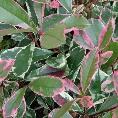 Photinia Pink Marble Outdoor Evergreen Hardy Bushy Garden Shrub Plant ...