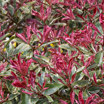 Photinia Pink Marble Outdoor Evergreen Hardy Bushy Garden Shrub Plant in  Pot - 5 litre pot (50-70cm)