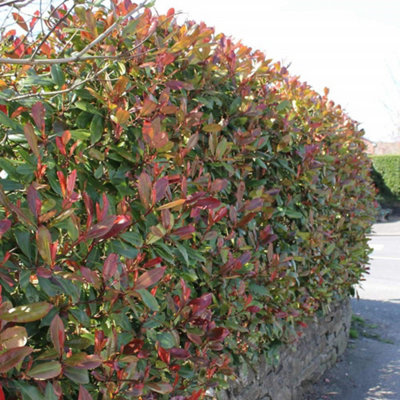 Photinia Red Robin 40cm Height Evergreen Hedge Plant Pack of 6