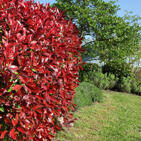 Photinia Red Robin 9cm potted shrub