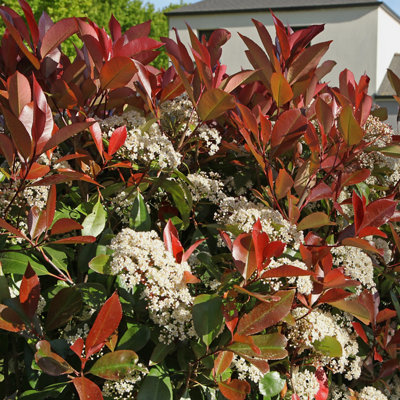 Photinia Red Robin 9cm potted shrub