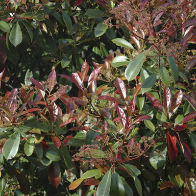 Photinia Red Robin 9cm potted shrub - 4