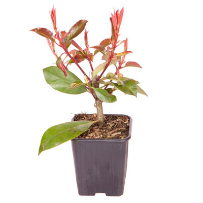 Photinia Red Robin 9cm potted shrub - 6