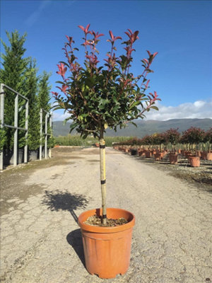 Photinia Red Robin Compacta 18Litre 1/4 Standard
