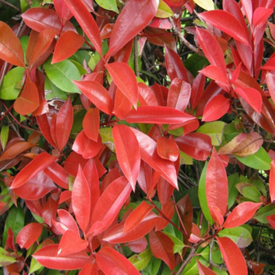 Photinia Red Robin Garden Plant - Vibrant Red New Growth, Compact Size (20-40cm, 10 Plants)